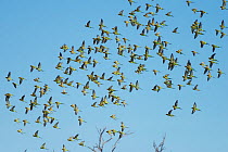 Flock of Budgerigars (Melopsittacus undulatus) in flight, Northern Territory, Australia.