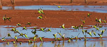 Flock of Budgerigars (Melopsittacus undulatus ) drinking in an outback dam, Northern Territory, Australia.