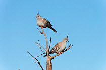 Crested pigeons (Ocyphaps lophotes) perched on snag, Northern Territory, Australia.