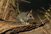 Red-tailed phascogale (Phascogale calura) captive, Alice Springs, Northern Territory, Australia.