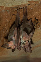 Ghost bats (Macroderma gigas) roosting, captive, Alice Springs, Northern Territory, Australia.