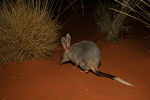 Bilby (Macrotis lagotis) captive at Alice Springs Desert Park, Alice Springs, Northern Territory, Australia.