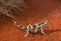 Thorny dragon lizard (Moloch horridus) captive at  Alice Springs Desert Park, Alice Springs, Northern Territory, Australia.