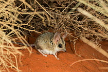 Kultarr (Antechinomys laniger) captive, Alice Springs Desert Park, Alice Springs, Northern Territory, Australia.