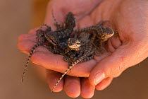 Baby bearded dragons (Pogona sp.) held in hand, Alice Springs, Northern Territory, Australia.