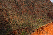 River red gum tree (Eucalyptus camaldulensis)  Redbank Gorge, West MacDonnell Ranges, Alice Springs, Northern Territory, Australia.