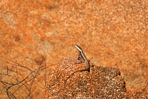 Long-nosed dragon lizard (Amphibolurus longirostris) granite boulder at the Devils Marbles, Northern Territory, Australia.