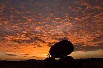 Devils Marbles silhouetted at sunset, with mackerel sky, Devils Marbles Conservation Reserve, Northern Territory, Australia.