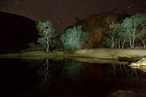 Small lake reflecting trees and starry sky, Ormiston Gorge West MacDonnell Ranges Alice Springs, Alice Springs, Northern Territory, Australia.