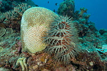 Crown of thorns starfish (Acanthaster planci) on the side of a Platygyra coral and digesting it with its stomach. Great Barrier Reef, Queensland, Australia.