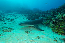 Tawny nurse shark (Nebrius ferrugineus) swimming above sand flat, Great Barrier Reef, Queensland, Australia.