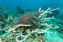 Crown of thorns starfish (Acanthaster planci) on top of a coral and digesting it with its stomach. Great Barrier Reef, Queensland, Australia.