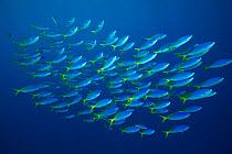 Blue and yellow fusiliers (Caesio teres) shoal, Great Barrier Reef, Queensland, Australia.