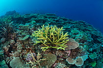 Acropora coral with table corals and staghorns, Great Barrier Reef, Queensland, Australia.