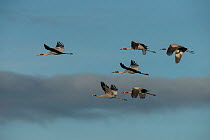 Sarus cranes (Grus antigone) group of six in flight,  Bromfield Swamp, Atherton Tablelands, Queensland, Australia.