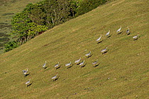 Brolga cranes (Grus rubicunda) in field, Bromfield Swamp, Atherton Tablelands, Queensland, Australia.
