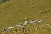 Brolga cranes (Grus rubicunda) in field, Bromfield Swamp, Atherton Tablelands, Queensland, Australia.