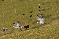 Brolga cranes (Grus rubicunda) taking off from field with cattle, Bromfield Swamp, Atherton Tablelands, Queensland, Australia.