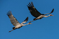 Brolgas cranes (Grus rubicunda) two in flight, Bromfield Swamp, Atherton Tablelands, Queensland, Australia.