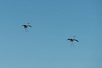 Sarus cranes (Grus antigone) two in flight, Atherton Tablelands, Queensland, Australia.