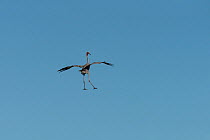 Sarus crane (Grus antigone) in flight, Atherton Tablelands, Queensland, Australia.