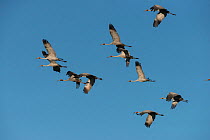 Sarus cranes (Grus antigone) group of eight in flight, Atherton Tablelands, Queensland, Australia.
