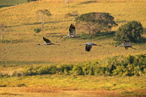 Sarus cranes (Grus antigone) in flight over Bromfield Swamp, Atherton Tablelands, Queensland, Australia.