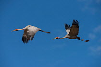 Brolgas crane (Grus rubicunda) two in flight, Atherton Tablelands, Queensland, Australia.