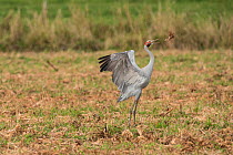 Brolgas crane (Grus rubicunda) dancing in field.  Atherton Tablelands, Queensland, Australia.