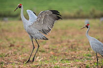 Brolgas crane (Grus rubicunda) two in field, one dancing,  Atherton Tablelands, Queensland, Australia.