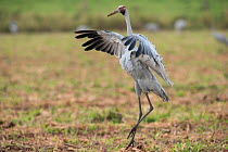 Brolgas crane (Grus rubicunda) dancing in field, Atherton Tablelands, Queensland, Australia.