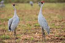 Brolgas crane (Grus rubicunda) two in field.  Atherton Tablelands, Queensland, Australia.