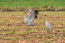 Brolgas crane (Grus rubicunda) one dancing with others in field.  Atherton Tablelands, Queensland, Australia.