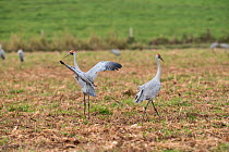 Brolgas crane (Grus rubicunda) one dancing with others in field.  Atherton Tablelands, Queensland, Australia.