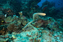 Olive sea snake (Aipysurus laevis) Great Barrier Reef, Queensland, Australia.