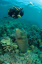 Napoleon wrasse (Cheilinus undulatus) adult male in reef with diver, Great Barrier Reef, Queensland, Australia.