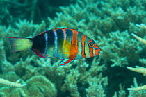 Harlequin tuskfish (Choerodon fasciatus) Great Barrier Reef, Queensland, Australia.