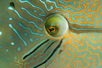 Napoleon wrasse (Cheilinus undulatus) close up of eye of male, Great Barrier Reef, Queensland, Australia.