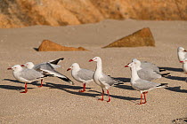 Silver gull (Chroicocephalus novaehollandiae) flock on beach, Queensland, Australia.