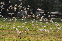 Sulphur-crested cockatoo (Cacatua galerita) flock in flight, Atherton Tablelands, Queensland, Australia.