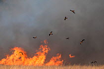 Black kites (Milvus migrans) gathering in flocks around bush fire to prey on small animals as these flee the flames, Queensland, Australia.