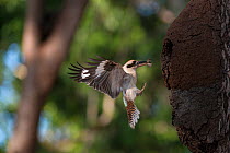 Laughing kookaburra (Dacelo novaeguineae) taking food to nest in termite mound, Queensland, Australia.