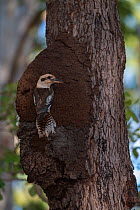 Laughing kookaburra (Dacelo novaeguineae) adult at nest in termite mound, Queensland, Australia.