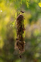 Large-billed gerygone (Gerygone magnirostris) woven hanging nest,  Queensland, Australia.