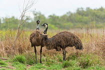 Emu (Dromaius novaehollandiae) pair with wet feathers, Mareeba, Queensland, Australia.