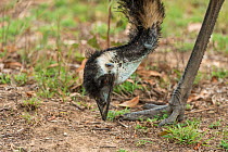 Emu (Dromaius novaehollandiae) feeding, Mareeba, Queensland, Australia.