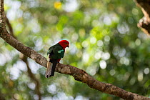 Australian king parrot (Alisterus scapularis) perched on branch, Atherton Tablelands, Queensland, Australia.