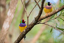 Gouldian finches (Erythrura gouldiae) red head male and black headed female, perched on branch, Mareeba, Queensland, Australia.