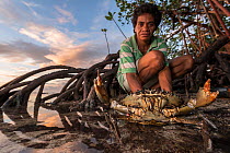 Fijian expert crab hunter with aggressive Mudcrab (Scylla serrata) in mangroves, Mali Island, Macuata Province, Fiji, South Pacific.
