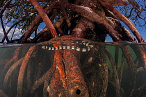 Banded sea kraits (Laticauda colubrina) in roots of Mangrove tree at low tide, Mali Island, Macuata Province, Fiji, South Pacific.